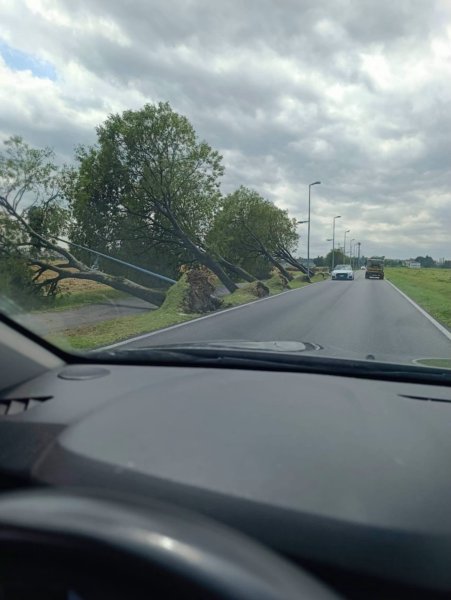 A fallen line of trees