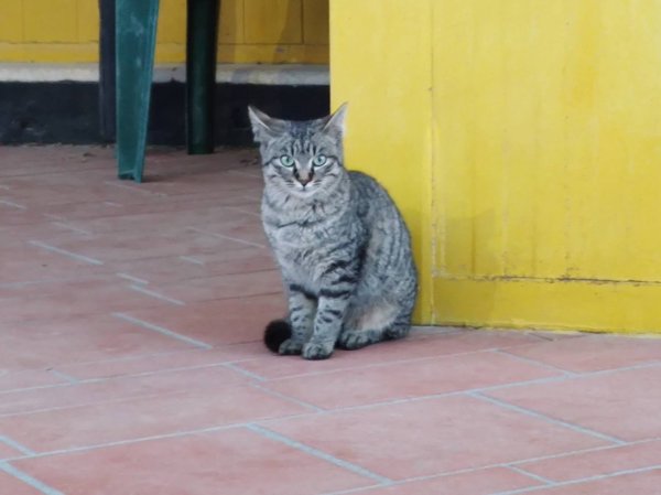 A young grey tabby cat sitting on a terracotta-tiled floor beside a bright yellow wall, looking directly at the camera with green eyes. The cat is sitting upright, with a couple of chair legs visible in the background.
